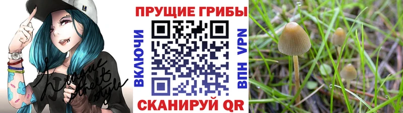 Купить закладки  Кандалакша  Галлюциногенные грибы мицелий 